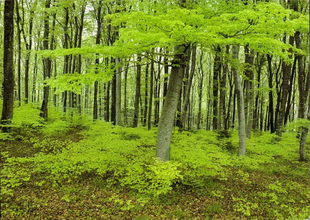 Floresta de Chouannes — Suíça — Gesundes Volk, Presses Centrales Lausanne S.A. - Frente