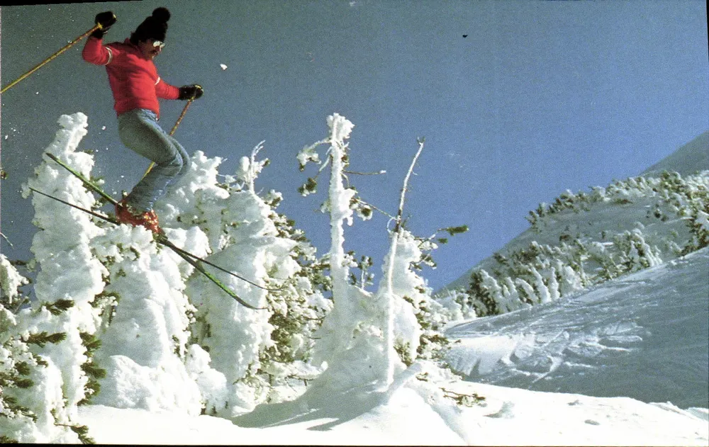 Esqui ao ar livre — salto sobre pinheiros nevados — Foto. Agência Pictor International - Frente