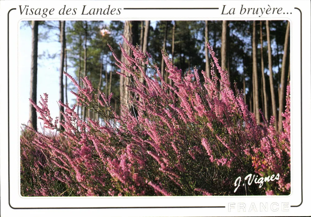 Rosto das Landes — A bruyère... — J. Vignes - Frente