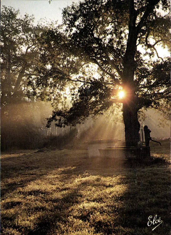 Pôr do Sol na floresta — Landes (40) — Editor Elcé, n° 6494 - Frente