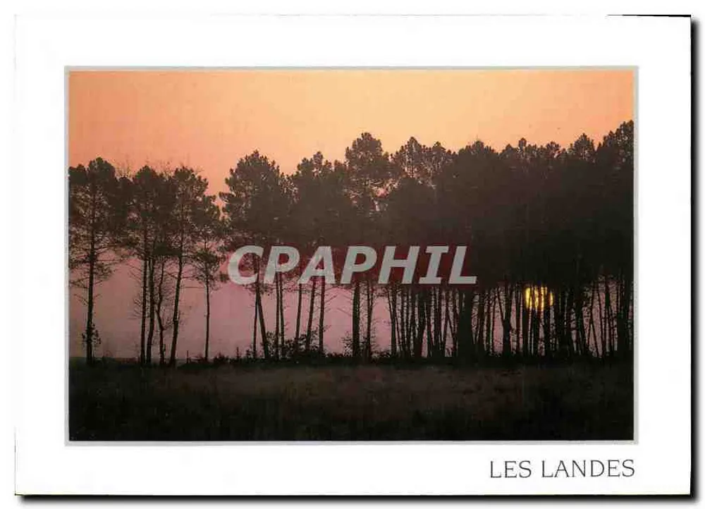 Les Landes — Paisagem de floresta ao entardecer — n°40 - Frente