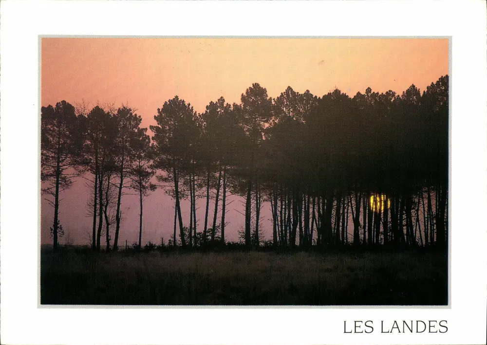 Les Landes — pôr do sol sobre os pinheiros — Edições Coubibib, n°40 - Frente