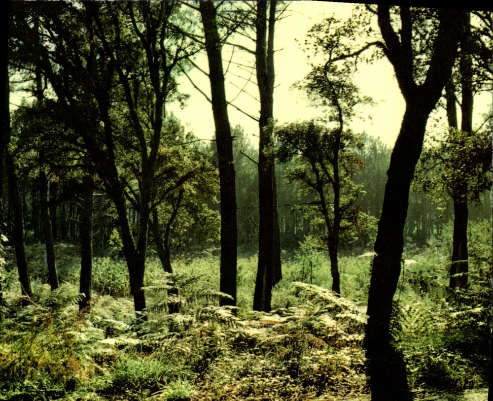 Floresta de Outono — Contraluz — Edições d'Art Castets, n°682 - Frente