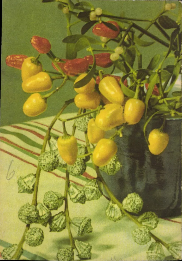 Mistel — frutas amarelas e vermelhas — Kunstverlag E.A. Schwertfeger & Co. AG Berlin, n° 0572 - Frente