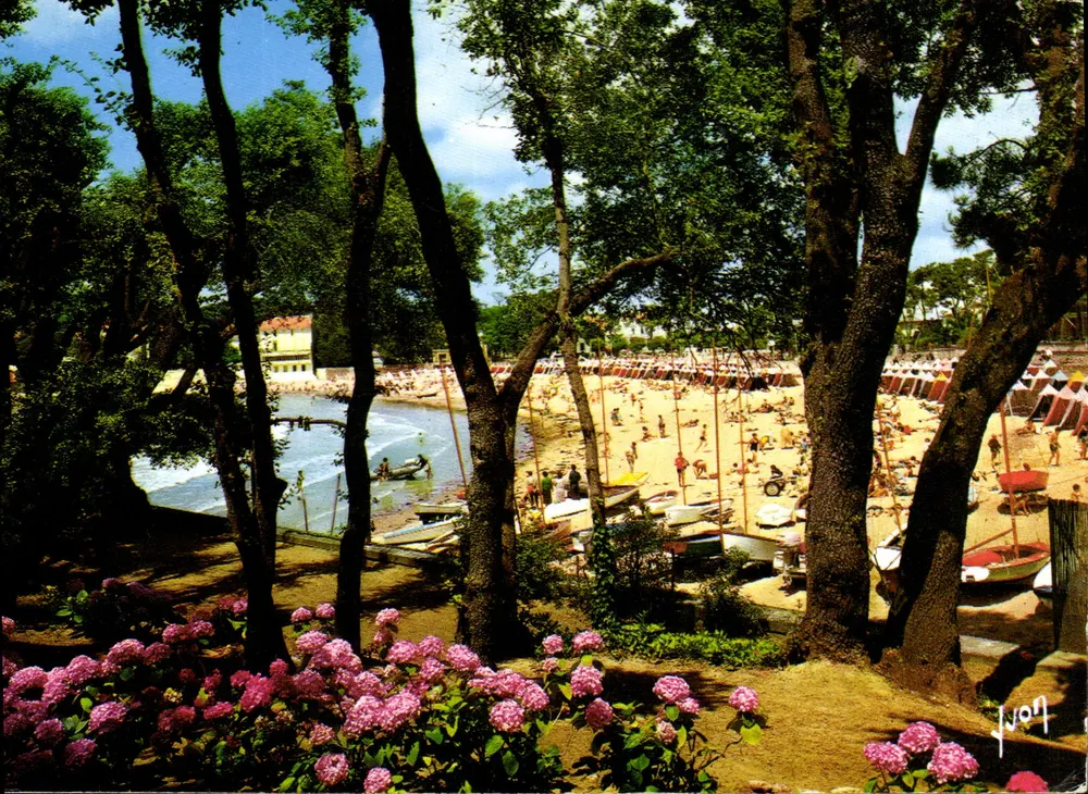 Plage de Saint-Palais-sur-Mer — vue depuis les arbres avec fleurs de hydrangea — Éditions Jean-Jaurès-Arcueil - Recto