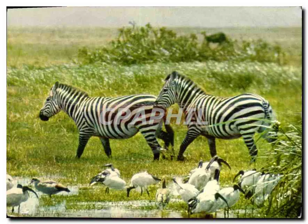 Zebra — em liberdade — Éditions Jean-Jaurès, n° 6 - Frente