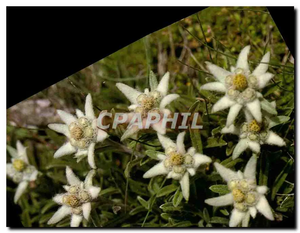 Edelweiss - Leontopodium alpinum — FL9 — edições mythra - Frente