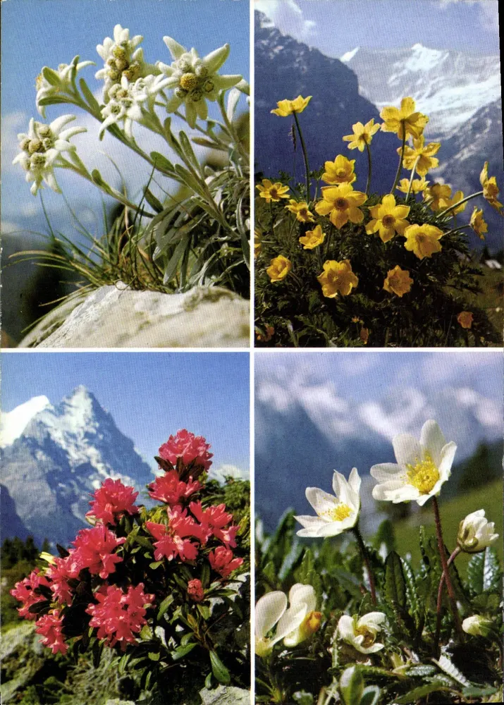Flores alpinas — Edelweiss, Anémone amarela, Rosace ferrugínea, Anémone das montanhas — editor não visível - Frente