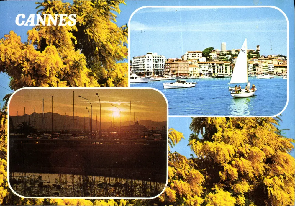 Cannes — vista panorâmica e flores de mimosa — editor Sopico, n° C 31/bis - Frente