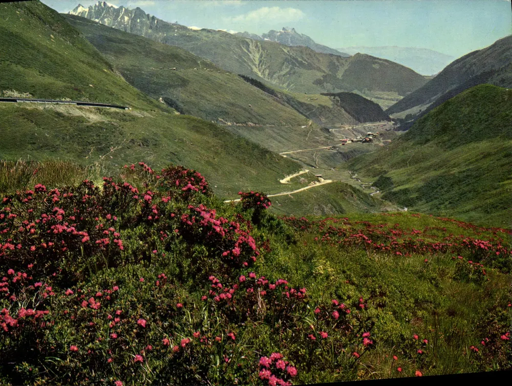 Alpenrosen am Oberalppass und Tschamut — (Grisons) — Gedrukt door Condrau, Jules Geiger, Films-Waldhaus - Voorkant