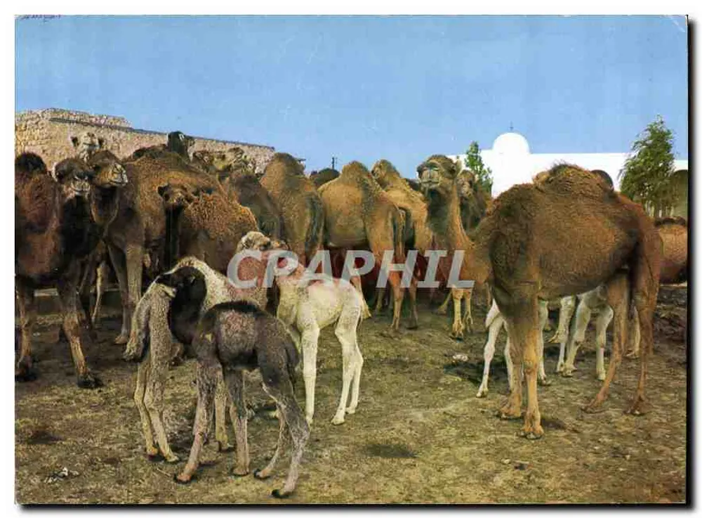Gregge di cammelli — Sud Tunisino — Società CartHage, Tunisi - Recto