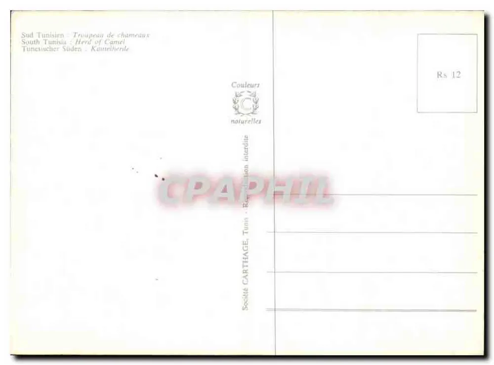 Gregge di cammelli — Sud Tunisino — Società CartHage, Tunisi - Verso