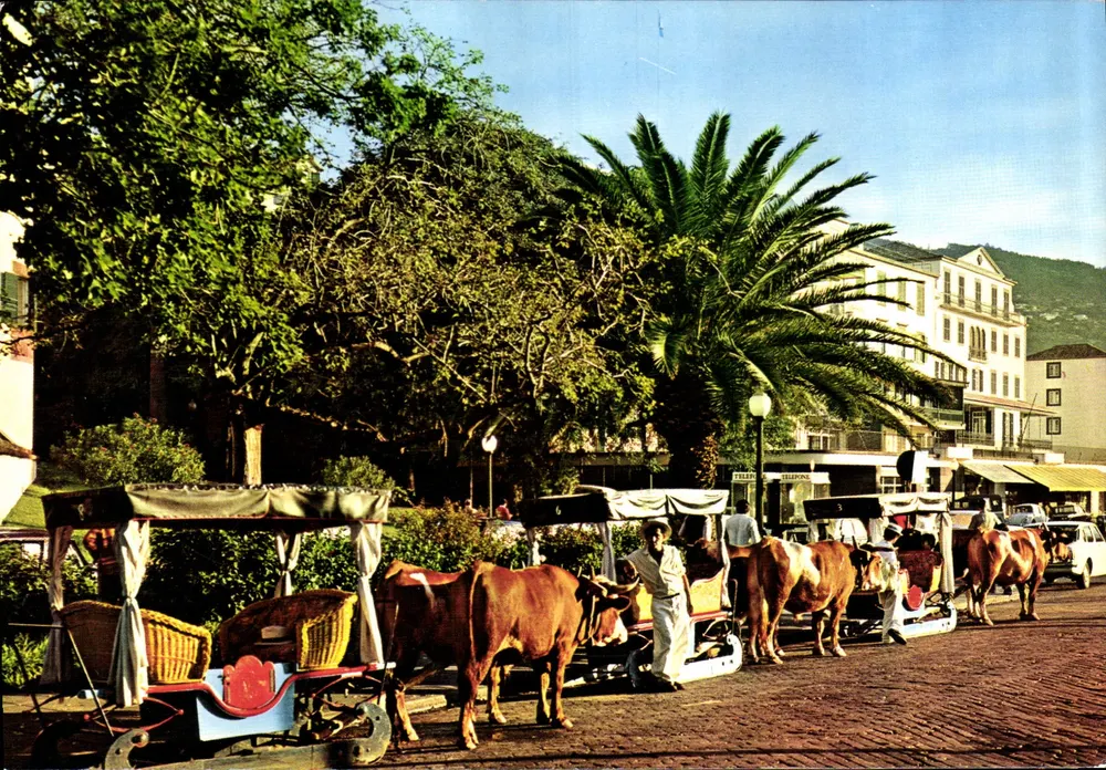 Funchal (Madeira) — Carro de madeira — Editor Francisco Ribeiro - Frente