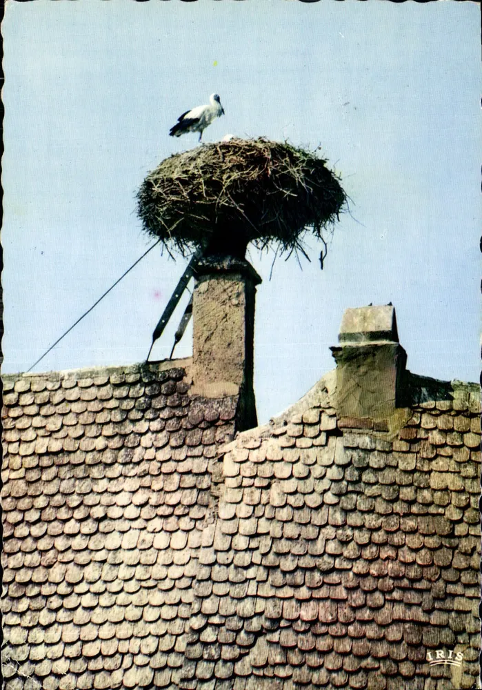 Storchennest — auf einem Schornstein — Verlag IRIS, n° 67.567.198 - Vorderseite
