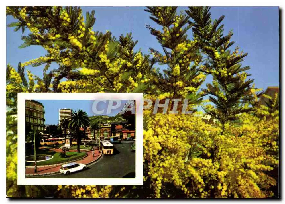 Flores de mimosa — vista de Toulon — Edições Soleil - Frente