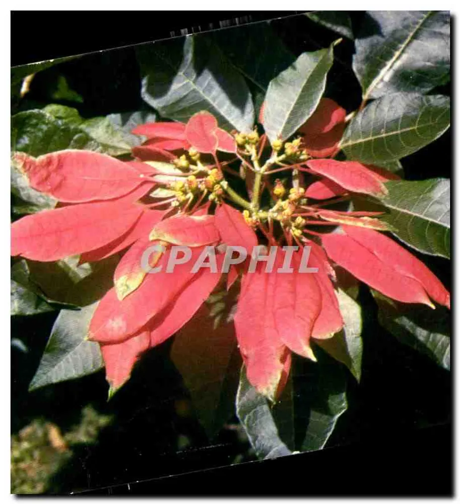 Poinsettia pulcherima — carta postal de Natal — editor: Antilles Touristiques - Frente