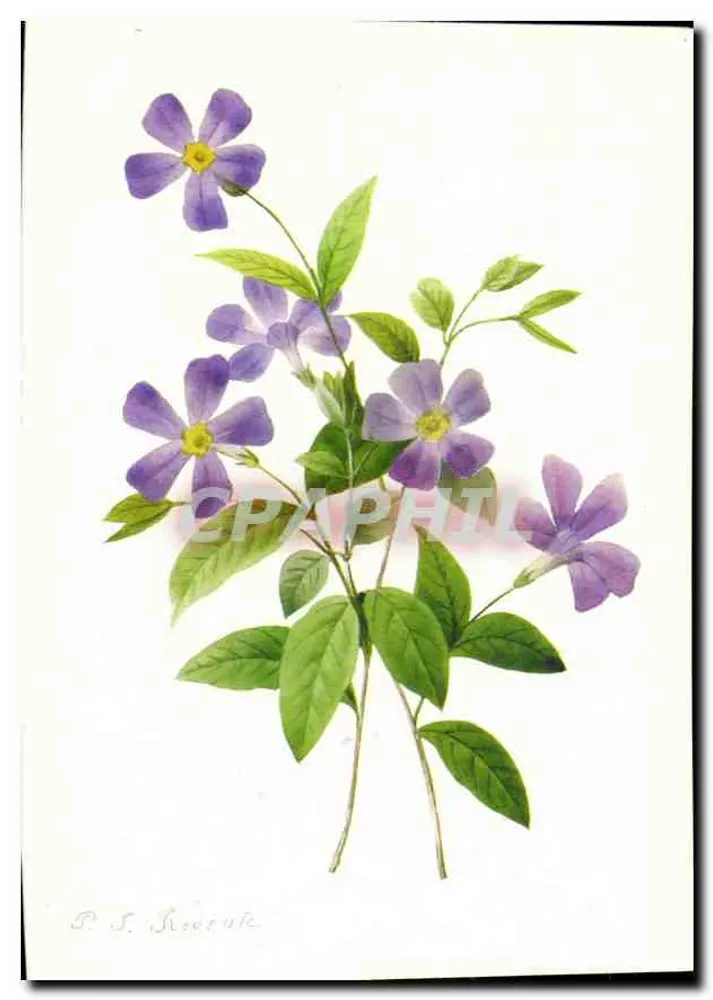 Periwinkle — desenho aquarelado — Pierre-Joseph Redouté - Frente