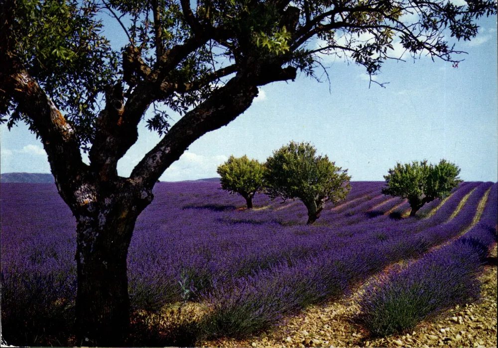Campo de lavanda — Sob o belo céu do Midi — edições da França - Frente