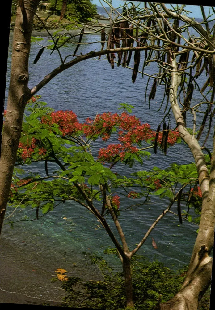 Martinique — Roter Feuerblüte und Blaues Meer — Éditions Félix Rose-Clément, Nr. 208 - Vorderseite