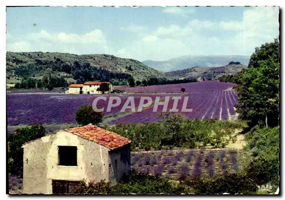 Lavendel in Blüte — Region Côte d'Azur — Éditions IRIS - Vorderseite