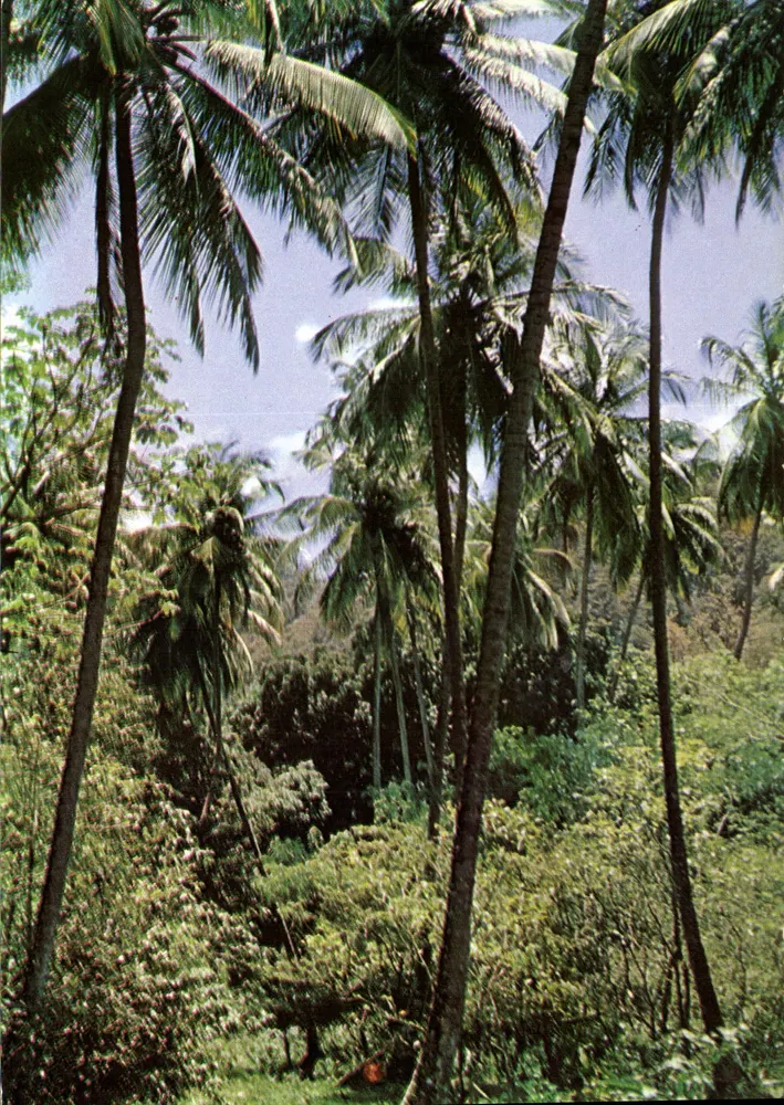 Martinique — Sotto la foresta a Anse Couleuvre — Foto di Félix ROSENETTE - Recto