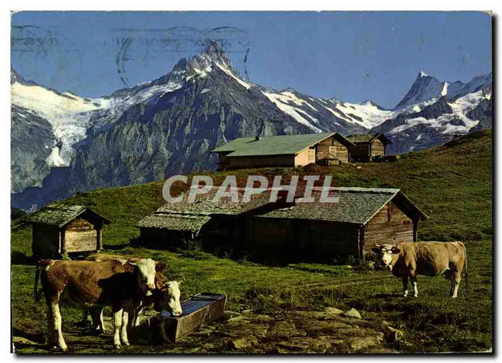Schreckhorn — Vista alpina con vacas y cabañas - Anverso