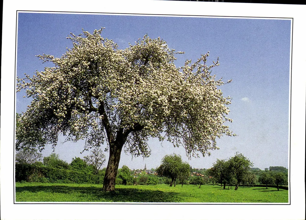 Blühender Baum — Ansicht des Bocage Nord — Conseil Général du Nord - Vorderseite