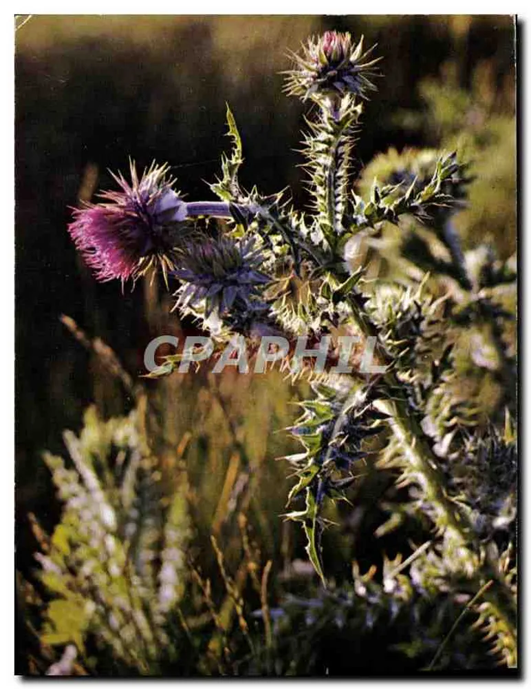 Chardons das Dunas — Bretanha — Foto Y. Candol - R.L. - Frente