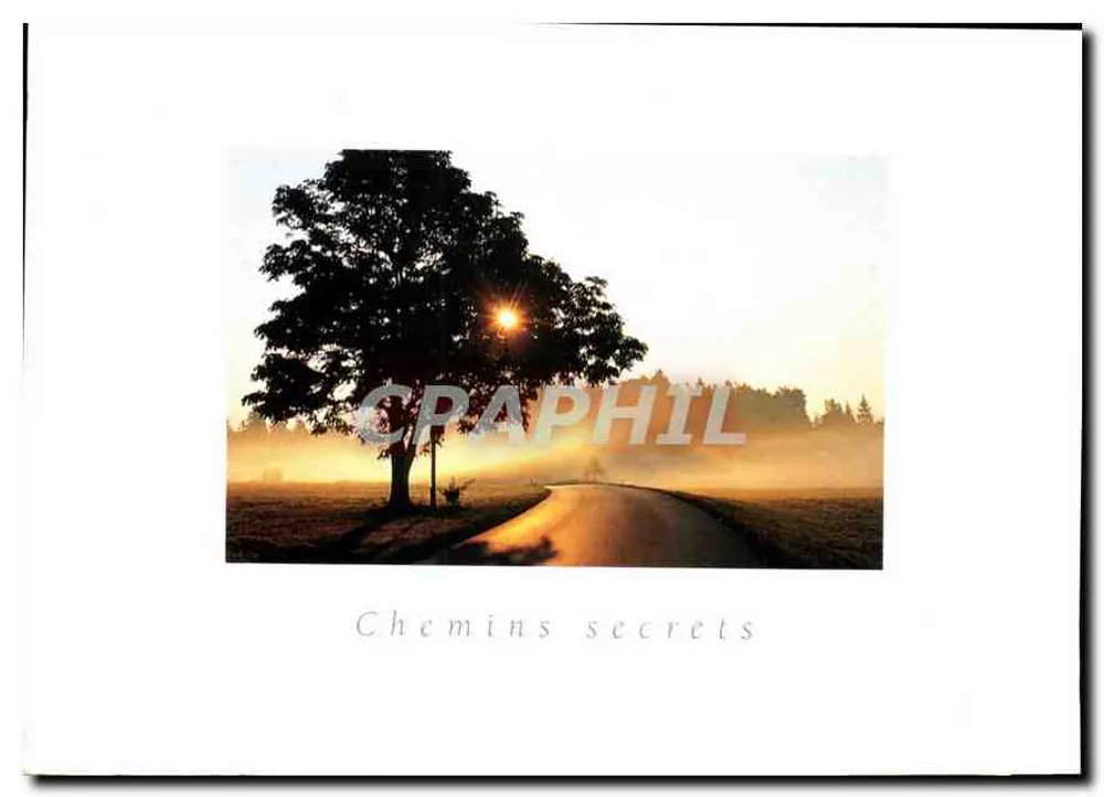 Caminho secreto — vista matinal com árvore e estrada — Centro Cultural Laforêt - Frente