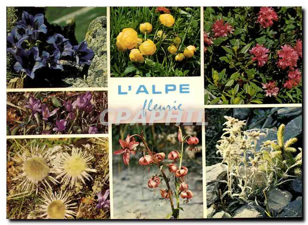 A ALPE florida — Éditions J. Cellaard, n° 30490 - Frente