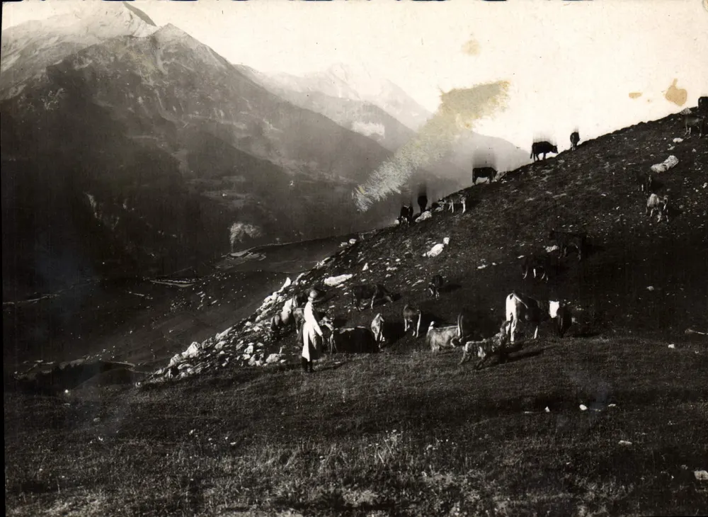 Alpine Weide — Rinderherde — Das pittoreske Champsaur (H.A.) - Vorderseite