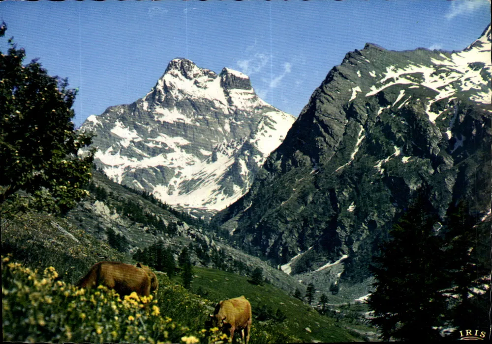 Mont Viso — Alpages nevados — Iris - Frente