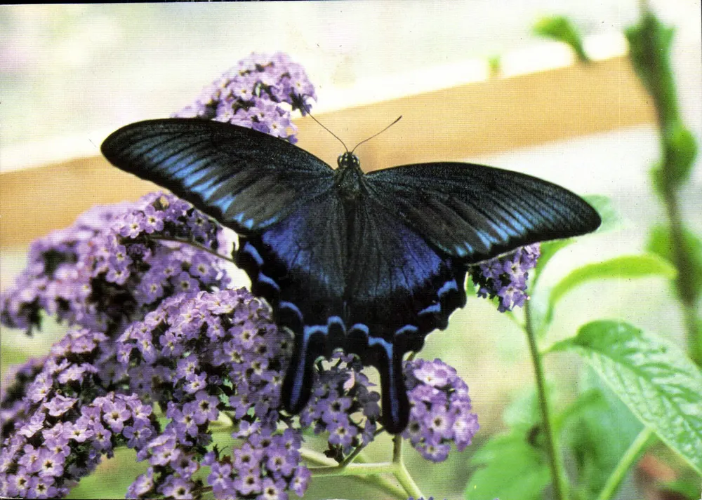 Blauer Schmetterling — auf violetten Blumen — Das Schmetterlingsgehege, Verlag: Arnaud Frères, n° 44479 - Vorderseite