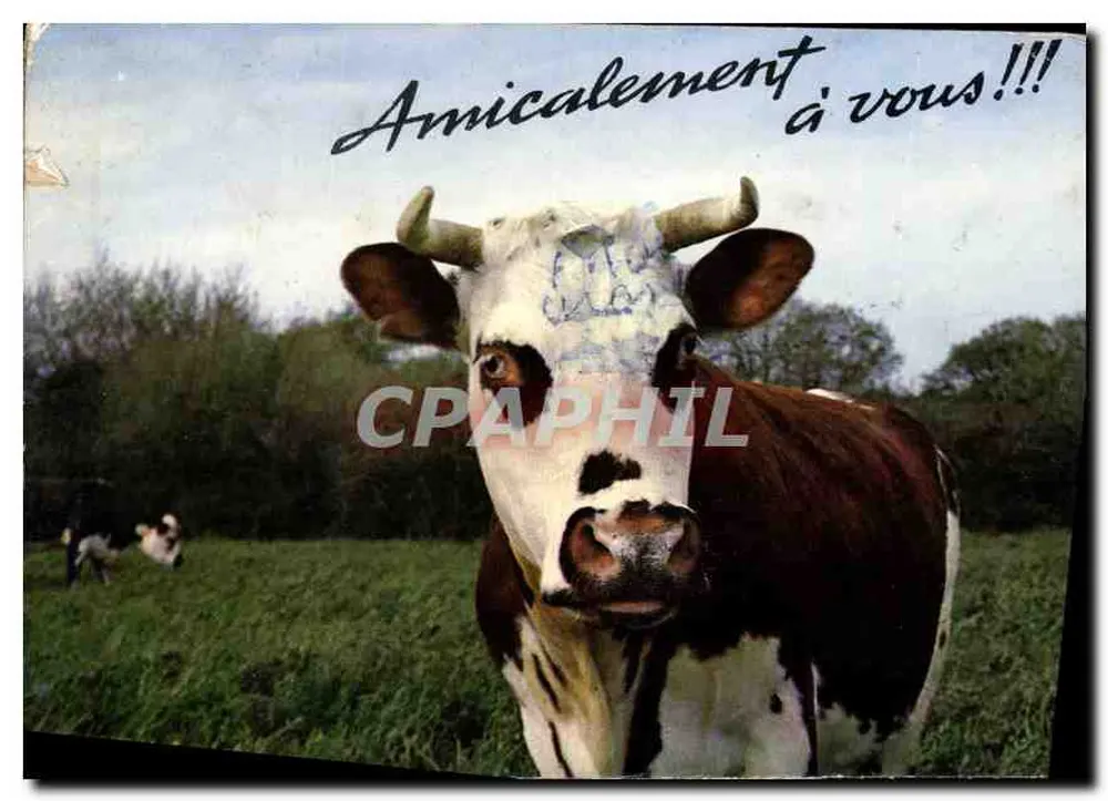 Vaca no primeiro plano — campo verdejante - Frente