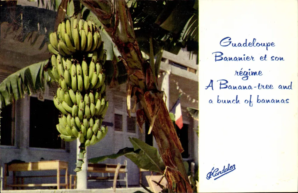 Guadeloupe — Bananenbaum und seine Traube — Candalen - Vorderseite