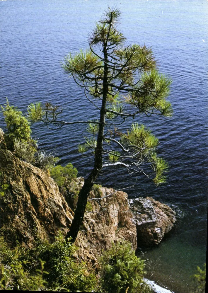 Eine Kiefer auf der Klippe — L’Estérel (06-Alpes-Maritimes) — Verlag: Éditions de la Poste - Vorderseite