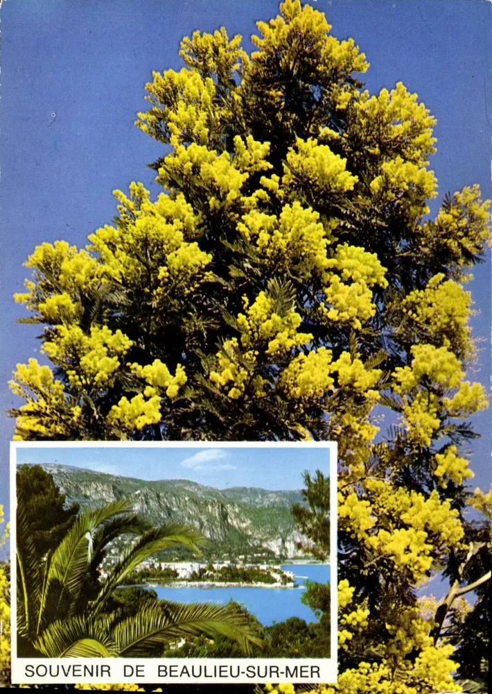 Mimosa em flor — Lembrete de Beaulieu-sur-Mer — Edições S.E.P.T. n°3-201 - Frente