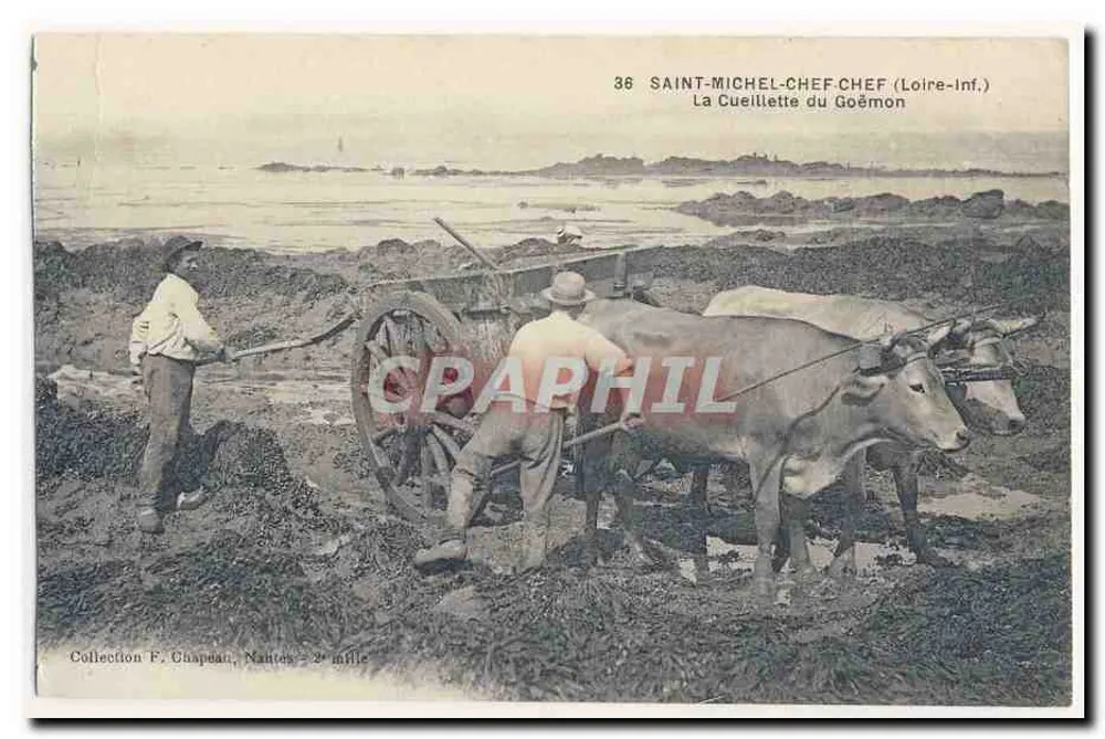 Saint-Michel-Chef (Loire-Inf.) — Die Seegrasernte — Sammlung F. Chapeau, Nautes - 2. Jahrtausend - Vorderseite
