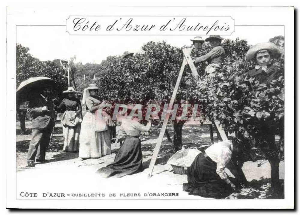 Côte d'Azur von einst — Blütenpflücken am Orangenbaum — Éditions Gille - Vorderseite