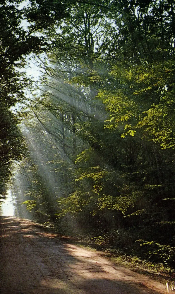 Floresta ensolarada — raios de luz — Edições Valoire, n° 5683 - Frente