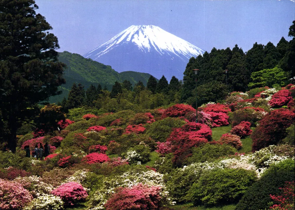 Mont Fuji wiosną — pokryty kwiatami — NBC Impromptu Colour Inc. nr 854 - Awers