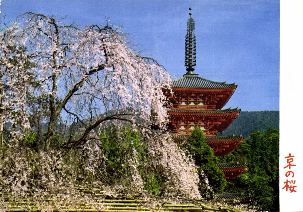 Kyoto - Templo Daigoji - Flores de cerejeira — NBC Nippon Kyo Colour Inc. n° 101 - Frente