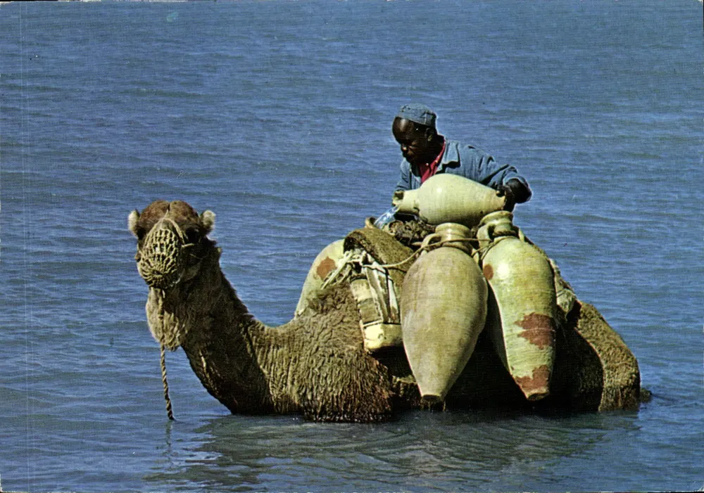 Djerba — Transporte de camelos com jarros na mar — editor KAHIA, n° 1565 - Frente