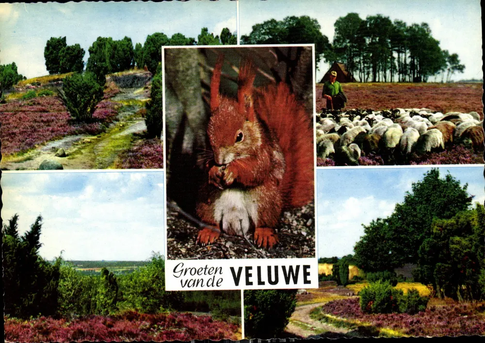 Veluwe — krajobraz pustkowia i zwierzęta — wydawca nieznany, numer serii nie widoczny - Awers