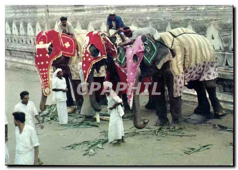 पेराहेरा में डिकोरेटेड एलिफंट्स, कंडी — श्री लंका — एडिटर सीयोन पिक्टोरियल्स - आगे