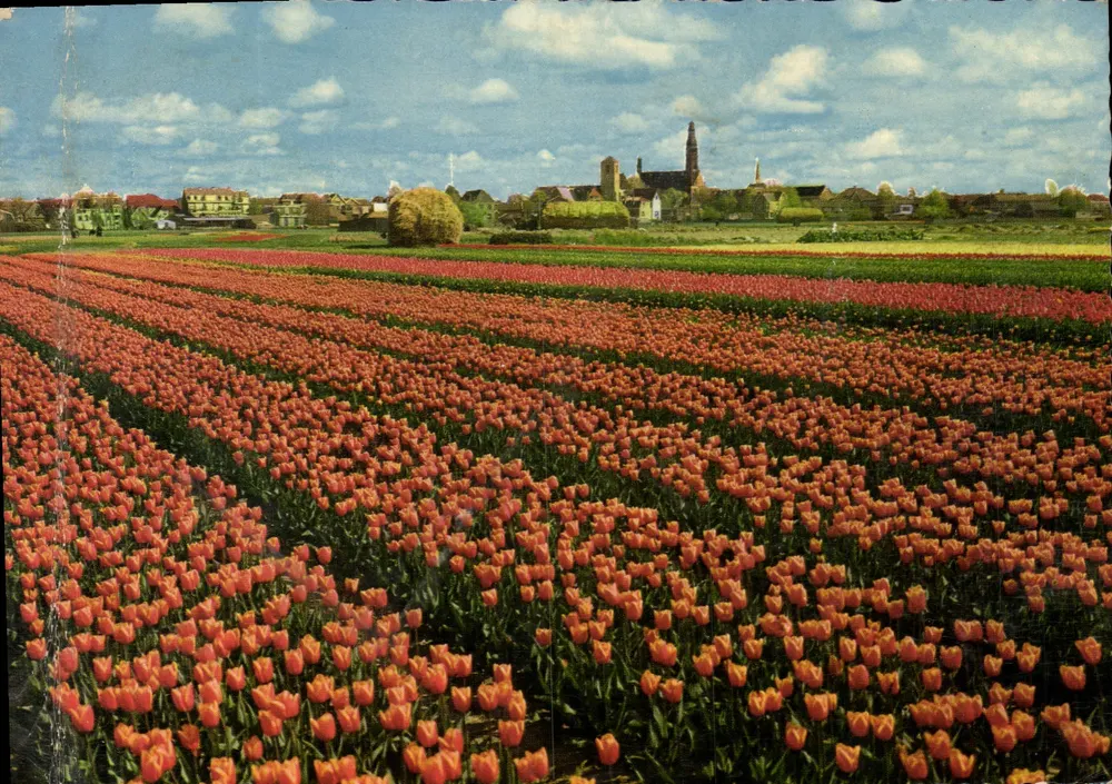 Campos de tulipas — Paisagem holandesa — Editor: Rembrandt, Amsterdam, n° 53 - Frente