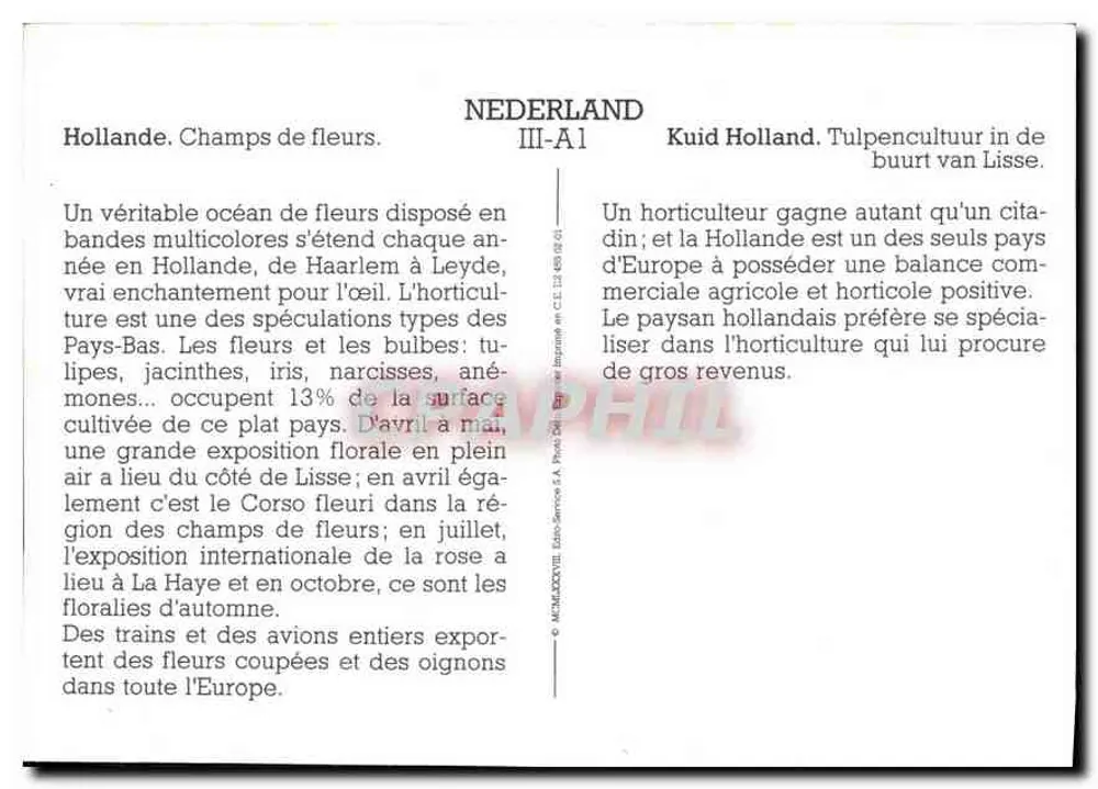 Campos de tulipas em Lisse — Holanda — Edição III-A1 - Verso