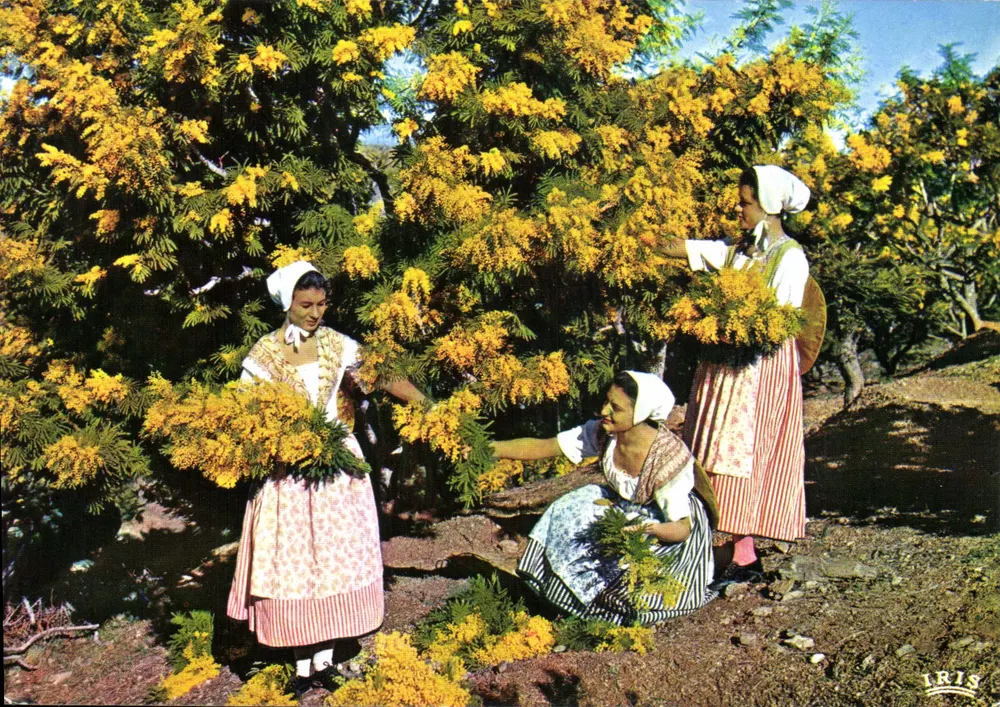 Frauen, die Mimosenblüten pflücken — Iris — Verlag Iris - Vorderseite