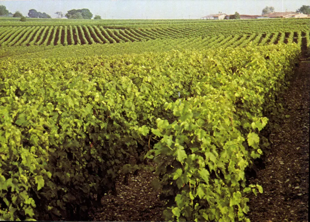 Weingut in der Grande Champagne — Hennessy Cognac, n°19 - Vorderseite