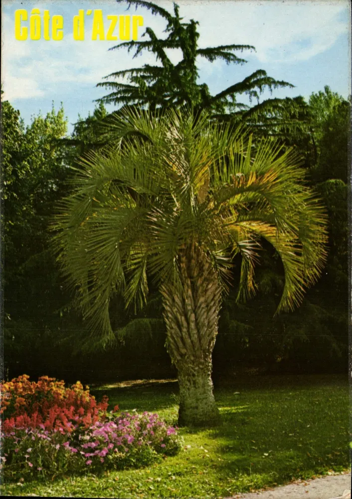 Palme — Gärten und Palmen der Provence — n° 1542, Edition Y.P.A. - Vorderseite